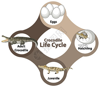 鳄鱼生命周期图图片