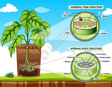 显示茎和根结构的图表科学车辆剪贴中枢绘画皮层教育病理夹子生活图片