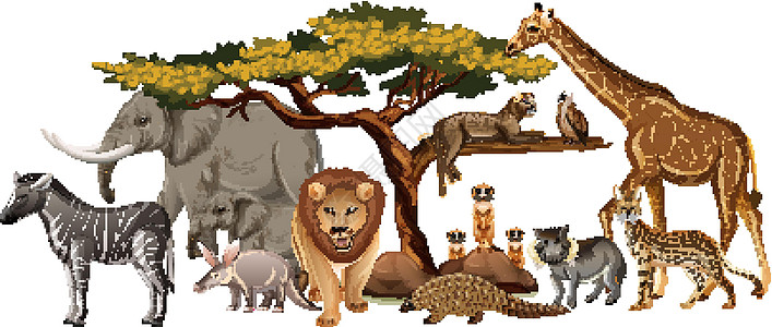白色背景上的一群非洲野生动物生活动物荒野动物群收藏国王丛林森林动物园生物图片