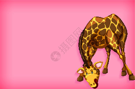 具有纯色和长颈鹿的背景模板设计绘画卡通片哺乳动物插图动物园动物动物群空白环境艺术背景图片