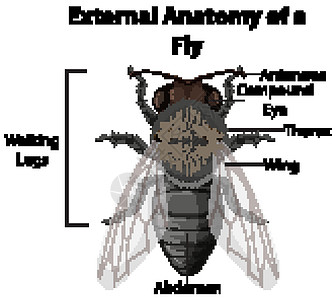 一只苍蝇在白色背景上的外部解剖图片