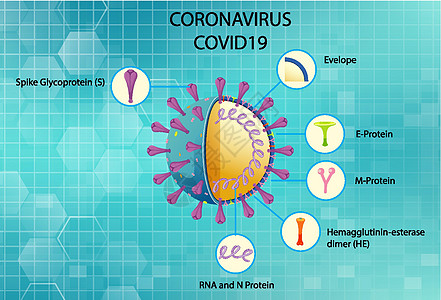冠状病毒颗粒结构图插图致命疾病尖刺肺炎流感粒子状况信息药品图片