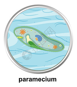 草履虫在白色背景上的解剖结构图片