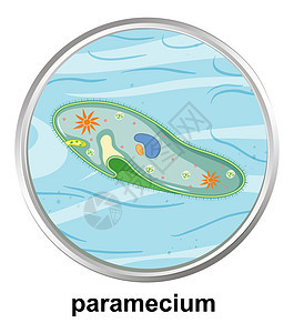 草履虫在白色背景上的解剖结构图片