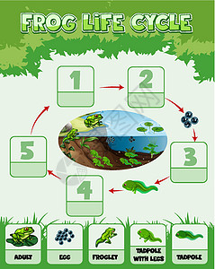 显示 Fro 生命周期的图表学习运输环境艺术动物群两栖剪贴插图卡通片夹子图片