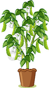 卡通风格分离的盆栽绿豌豆树或豌豆植物图片