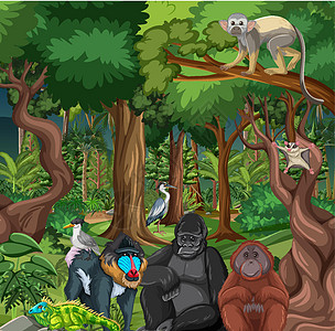 与野生动物的雨林场景动物园荒野生物生活热带风景木头灵长类旅行大猩猩图片