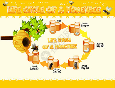 显示 Honey Be 生命周期的图表生物学资料艺术昆虫转型幼虫飞行绘画学习蜂巢图片