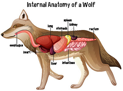 狼的内部解剖图表肠子艺术生物插图生理卡通片动物动物学细胞图片