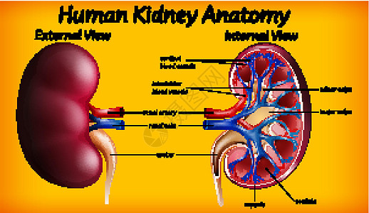 人体肾脏解剖图卡通片输尿管插图医疗生物夹子药品生理绘画教育图片