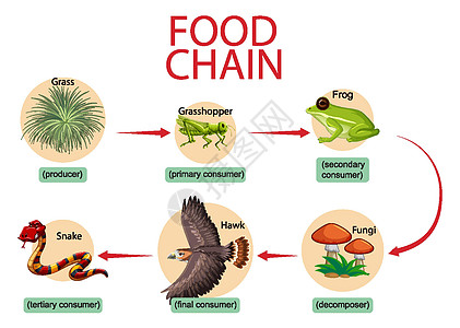 食物链图概念图表插图动物学动物园环境科学荒野动物群动物青蛙图片