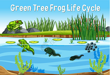 绿树蛙生命周期沼泽野生动物夹子两栖生物环境胚胎生物学绘画图表图片