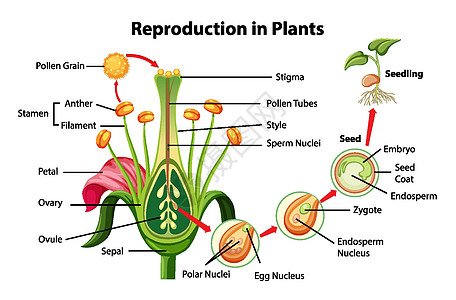 植物繁殖示意图图片