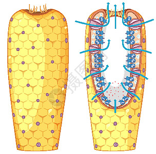 生物教育用海绵结构示意图插图夹子软骨细胞施肥微生物学环境液体海洋生命周期图片