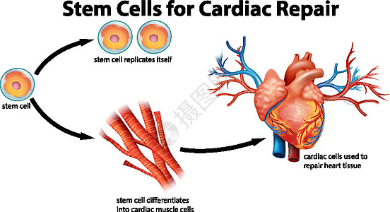 用于心脏修复的干细胞图片
