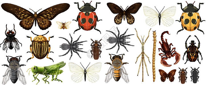 在白色背景上分离的不同昆虫集合学习螳螂插图生物信息图表微生物学蜘蛛甲虫动物图片