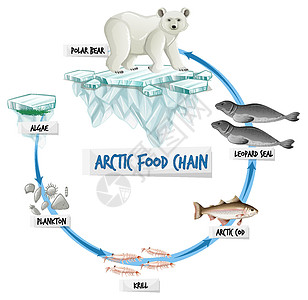 北极食物链图概念动物群生物学野生动物食物卡通片动物学狮子海豹生物海狮图片