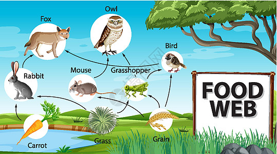森林背景下的食物链图概念制作人木头图表插图生态动物环境荒野丛林热带图片