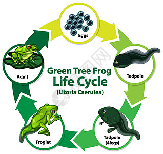 显示 Fro 生命周期的图表两栖运输生活自行车卡通片转型动物生物胚胎剪贴画图片