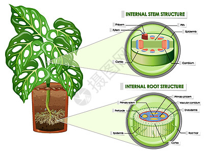 显示茎和根结构的图表艺术生物学细胞环境表皮木质部卡通片科学生物学习图片