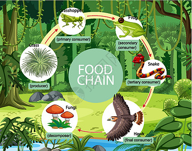 森林背景下的食物链图概念消费者绘画生物学卡通片教育荒野学习动物学生物生态图片