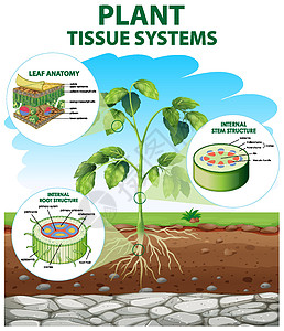 显示植物组织系统的图表夹子插图艺术教育生理生物生物学车辆环境生活图片