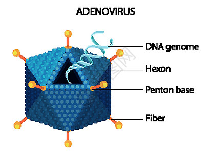 白色背景上的腺病毒结构图绘画邻体纤维卡通片信息插图图表夹子医疗艺术图片
