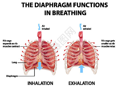 隔膜在呼吸中起作用学习信息药品生物学图表生理绘画科学插图气管图片