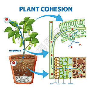 显示植物内聚力的图表车辆皮层运输环境学习表皮插图木质部旅行细胞图片