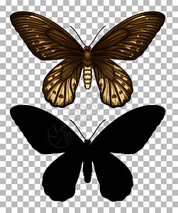 蝴蝶及其在透明背景上的剪影绘画科学插图教育黑色卡通片黑暗昆虫学意义昆虫图片