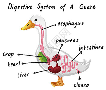 goos 的消化系统图片