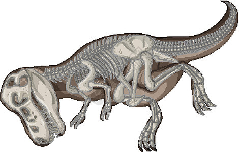 白色背景上的完整恐龙骨架科学颅骨捕食者食肉历史动物群插图岩石教育地质学图片