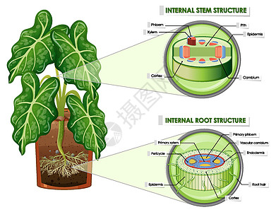 显示茎和根结构的图表学习科学生理生物木质部解剖学运输环境教育表皮图片