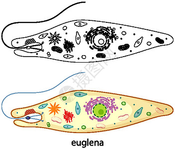 裸藻的颜色和白色背景上的涂鸦插图学习素描环境绘画框架卡通片科学细菌教育图片