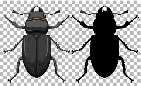 透明背景上的甲虫插图昆虫学夹子教育意义漏洞蜣螂科学昆虫金属图片
