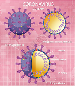 冠状病毒颗粒结构图疾病致命药品绘画症状图表基因组状况信息插图图片