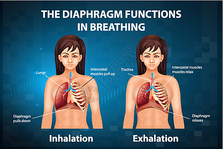 隔膜在呼吸中起作用生物学生理微生物学解剖学气管信息绘画功能药品图表图片
