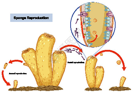 海绵的无性繁殖和有性繁殖图片