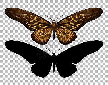 蝴蝶及其在透明背景上的剪影黑暗昆虫卡通片生物艺术漏洞夹子黑色动物阴影图片