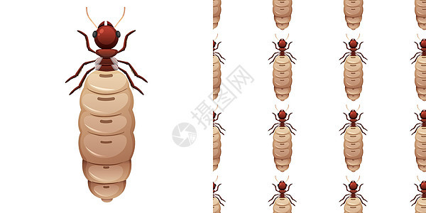 在白色背景和无缝钢管上分离的白蚁昆虫动物教育包装飞行插图农药蚂蚁病理卡通片艺术图片