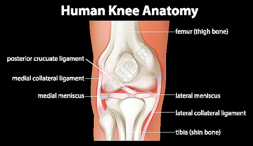 人体膝关节解剖图膝盖科学微生物学药品生理病理股骨学习夹子插图图片