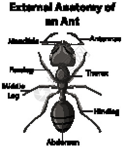 一只蚂蚁在白色背景上的外部解剖下颌甲虫教育动物触角解剖学腹部动物群漏洞后腿图片