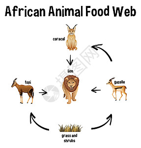 用于教育的非洲动物食品网狞猫学习羚羊自行车夹子狮子插图科学运输艺术图片