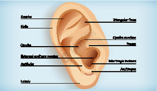 外耳解剖螺旋三角形鼻道生物学水舟绘画科学艺术切口病理图片