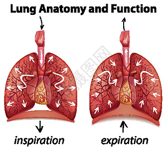 用于教育的肺解剖学和功能病理压力生活艺术呼吸药品生物学卡通片插图隔膜图片