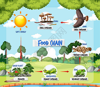 森林背景下的食物链图概念生物学两栖动物学环境绘画消费者制作人生物植物卡通片图片