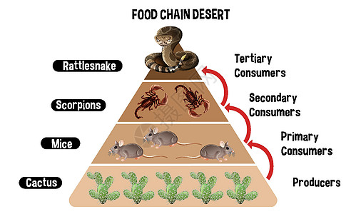 显示沙漠教育食物链的图表图片