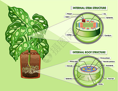 显示茎和根结构的图表微生物学细胞生物学科学中枢生活艺术木质部旅行生物图片