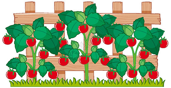 生长在花园里的红番茄背景图片