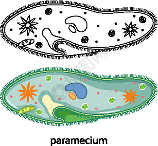 草履虫的颜色和白色背景上的涂鸦图片